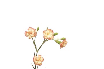 floribunda flower on white background overlay