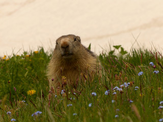 NATIONAL PARC DE LA VANOISE, FRANCE - JUNE, 18, 2019: Marmota marmota L. in alert to the possible danger, ready to take a run if it's necessary.