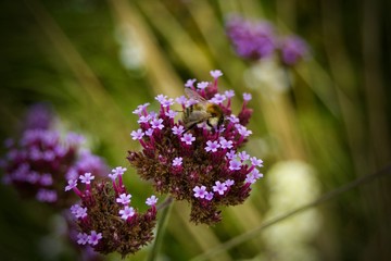Bumble Bee on pink flower
