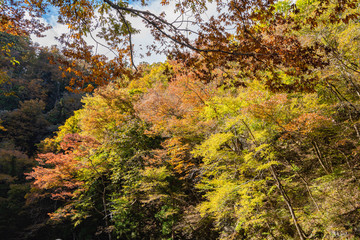 Geibi Gorge ( Geibikei ) Autumn foliage scenery view in sunny day. Beautiful landscapes of magnificent fall colours in Ichinoseki, Iwate Prefecture, Japan