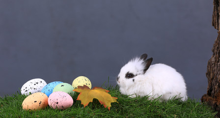 white easter bunny with colorful easter eggs on spring grass