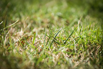 Grass frame, thin area of grass in focus, grass detail