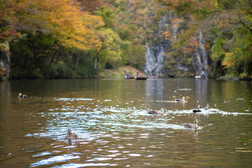 Geibi Gorge ( Geibikei ) Autumn foliage scenery view in sunny day. Many wild ducks in the gorge and they flock around seeking food when sightseeing boats pass by. Ichinoseki, Iwate Prefecture, Japan