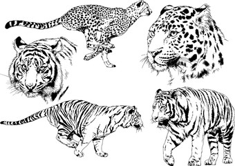 set of vector drawings on the theme of predators tigers are drawn by hand with ink tattoo logos