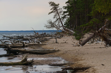 Fototapeta na wymiar Discarded pine trees on the wild coast of the Baltic Sea.