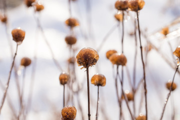 ice covered frozen winter flowers in field in southern maryland calvert county usa