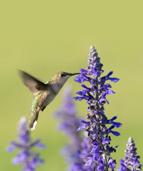 Hummingbird feeding nectar from a purple Salvia flower, with green background; with copy space on top