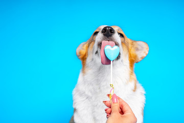 Two-colored Welsh Corgi with white full-bodied breast Licks a candy that a man holds in his hand