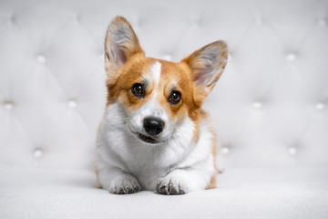 A fluffy pet of the Welsh Corgi Pembroke looks directly into the camera close-up.