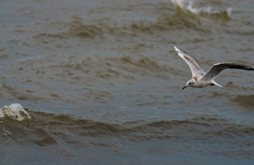 Sea gulls on the waves off the coast of the Baltic Sea.