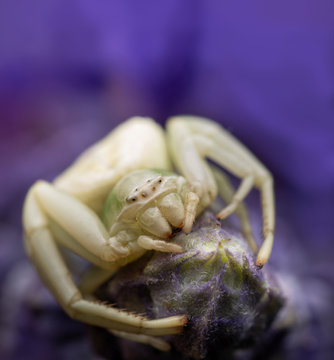 Misumenoides formosipes crab spider waiting for prey of a purple Salvia flower