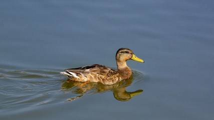 DUCK