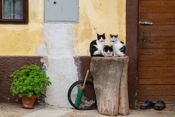 Three cute cats sitting on wooden stump near wall and looking at camera