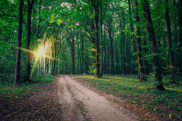 Obraz premium Forest trees. nature green wood sunlight backgrounds..