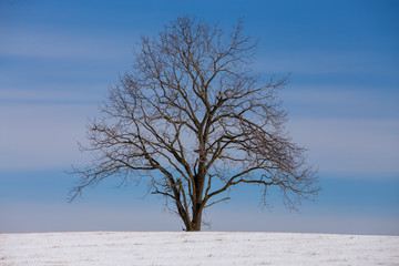 walnut tree in winter snow landscape in southern maryland calvert county usa - obrazy, fototapety, plakaty