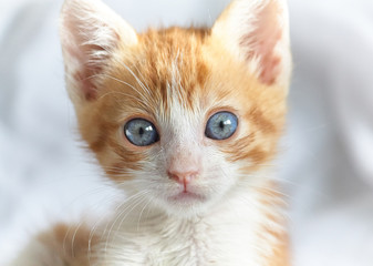Baby orange cat with blue eyes staring