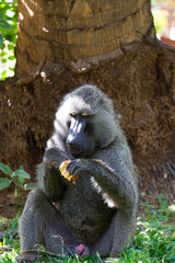 A baboon has found a fruit and nibbles on it