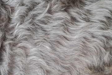 Closeup surface schnauzer dog hair textured background