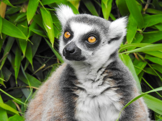 Curious Ring-Tailed Lemur with Yellow Eyes