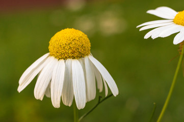 Blooming daisy with drooping petals