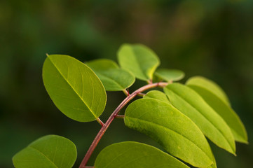 The stalk of a young robinia in soft light