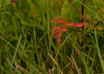 Red sharp-edged leaf among green grass