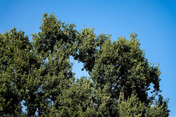 green deciduous trees in front of blue sky