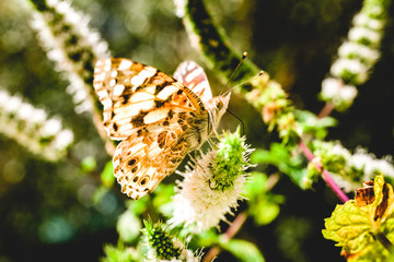 Distelfalter, lat. vanessa cardui