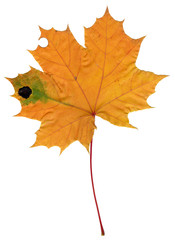 Autumn forest. Maple leaf. High quality.