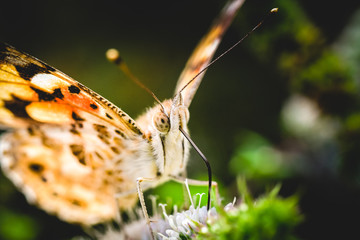 Distelfalter, lat. vanessa cardui