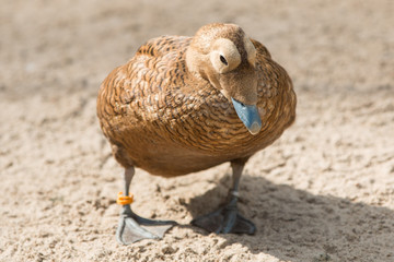 Eider Duck (Eiderente, Somateria mollissima)