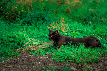 czarny kot na zielonej trawie bawi się i poluje © Henryk Niestrój