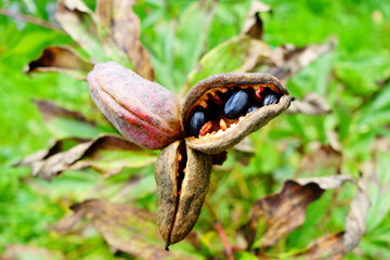 Peony seed pods with popping black seeds