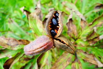 Peony seed pods with popping black seeds