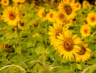 Many sunflowers in a yellow field, on a bright day