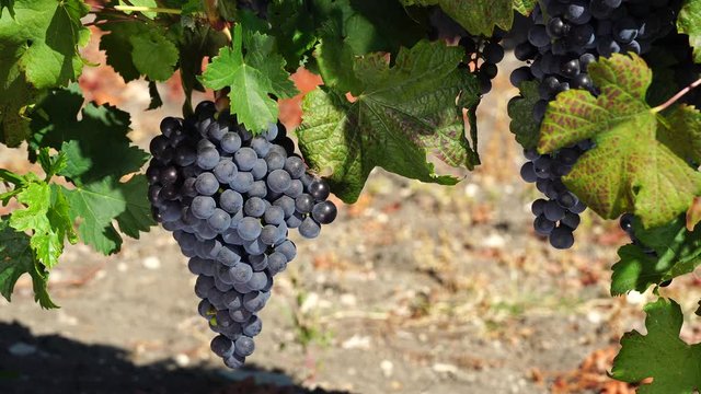 Bunch of Merlot grapes hang on a vine in vineyard