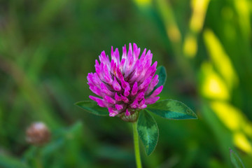 Obraz premium purple flower