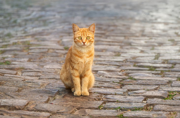 Cute red tabby cat kitten sitting on a stone floor in a Greek village alleyway and watching curiously, Lesvos, Greece, Europe