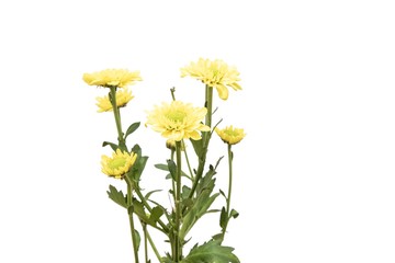 Yellow flower daisy flower overlay