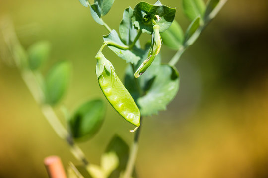 Dwarf gray sugar snap pea growing on the vine
