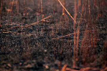 cane field after fire background