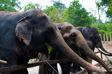 Fototapeta na wymiar Elephants. The concept of animals at the zoo 