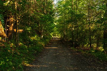 Morning light falls on a forest road. Road through a golden forest at autumn