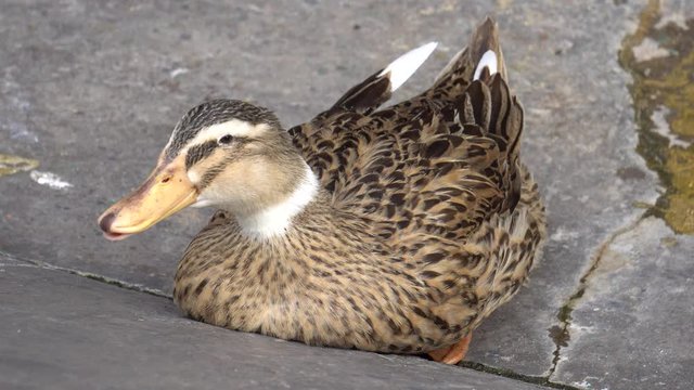 Close up Dubbling Duck resting