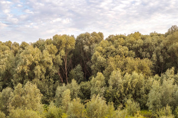 Evening forest with cloudy sky