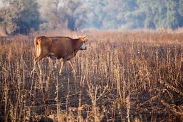 cow animal field after fire 