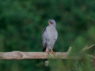 Dark chanting goshawk (Melierax metabates)