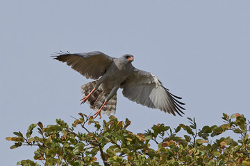 Dark chanting goshawk (Melierax metabates)