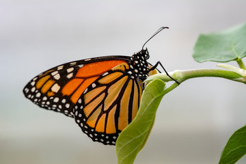 Monarch, Danaus plexippus is a milkweed butterfly (subfamily Danainae) in the family Nymphalidae