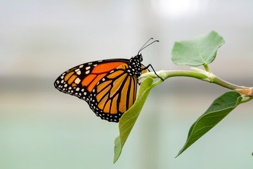 Monarch, Danaus plexippus is a milkweed butterfly (subfamily Danainae) in the family Nymphalidae